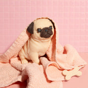 Pug Puppy Soap – Large (26 oz)