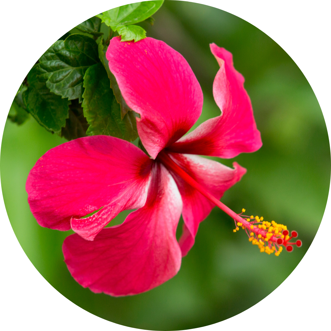 Polynesian Hibiscus